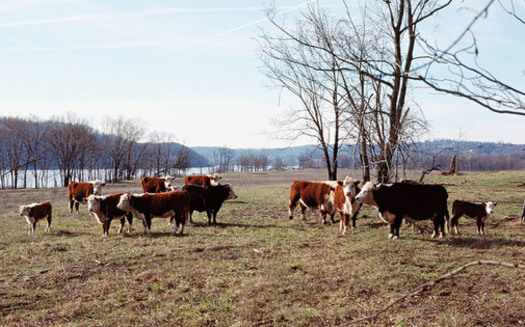The agriculture industry's stewardship plan comes in response to tougher federal regulations on antibiotics in livestock. (William Alden/Flickr)