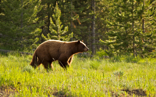 There were 65 reported grizzly bear deaths in 2018. (H. Michael Miley/Flickr)