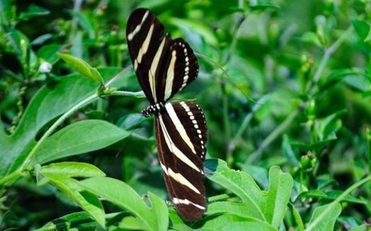The National Butterfly Center in Mission is one of seven Texas wildlife conservation areas that could be affected by President Donald Trumps border wall expansion. (National Butterfly Center)
