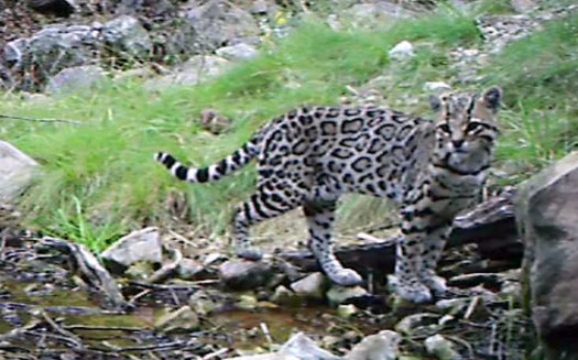 A rare Sonoran ocelot was photographed by a remote camera recently in southeastern Arizona. (ConservationCATalyst) 