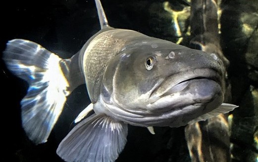The Colorado pikeminnow is one of the endangered fish species threatened by oil-shale development in the Uintah Basin. (TaylorMcKinnon/Center for Biological Diversity)