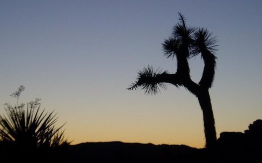 A new public-lands package would expand Joshua Tree National Park. (Wild Earth Guardians)