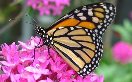 The monarch butterfly, which is under consideration for endangered status, depends on milkweed, a plant being lost to crop production linked to the Renewable Fuel Standard. (Pollinators/Pixabay)