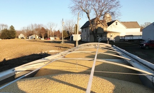 A trailer packed with soybeans at Windy Way Farm in Massillon, Ohio. (Nathan Reineck)