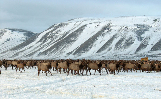Concern is growing that artificially feeding elk on the National Elk Refuge could become a catalyst for chronic wasting disease in the Mountain West. (Diane Borgreen/USFWS)