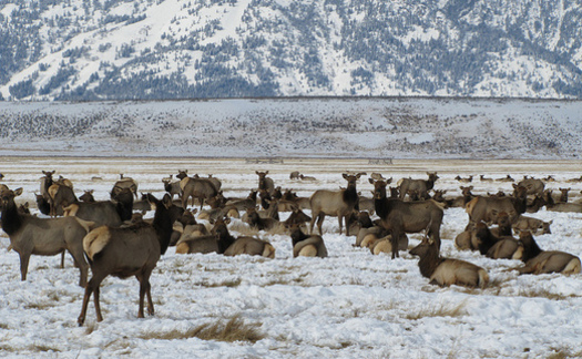 More than 20,000 elk have access to the feedlots at the National Elk Refuge in the winter. (Lori Iverson/USFWS)