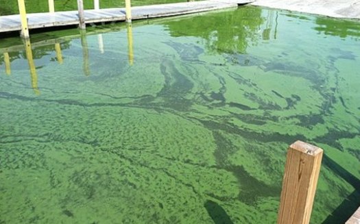 A new report says harmful algae blooms such as this one in Bolles Harbor in Monroe, Mich., may become more frequent because of climate change. (Great Lakes Environmental Research Laboratory/Wikimedia Commons)