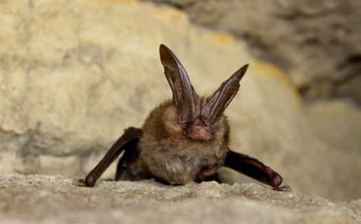 The Virginia big-eared bat consumes insects, with small moths making up a significant portion of its  diet. (Larisa Bishop-Boros/Wikipedia)