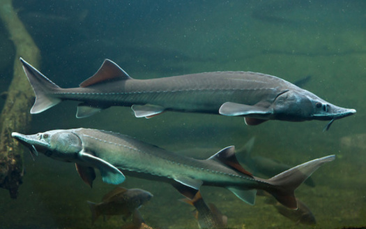 Lake sturgeon are migratory fish, traveling an average of 62 miles to spawn. (Vladimir Wrangel/Adobe Stock)