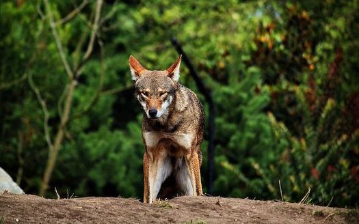 North Carolina's Albemarle Peninsula is home to the world's only wild population of red wolves. (Matthew Zalewski/Wikimedia Commons)
