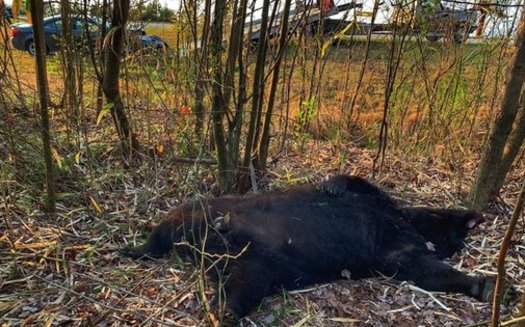 A 600-pound bear died from a car collision east of Plymouth, N.C., this week. Law enforcement officials say the driver was unharmed. (Tom Harrison/NCBearFest.com)