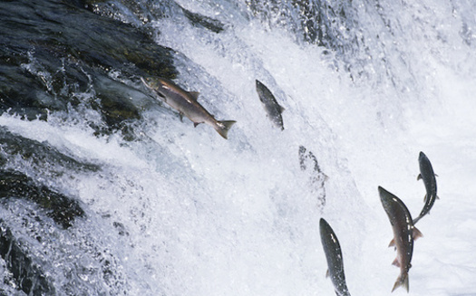 Salmon populations in the Northwest continue to spiral downward. (biker3/Adobe Stock)