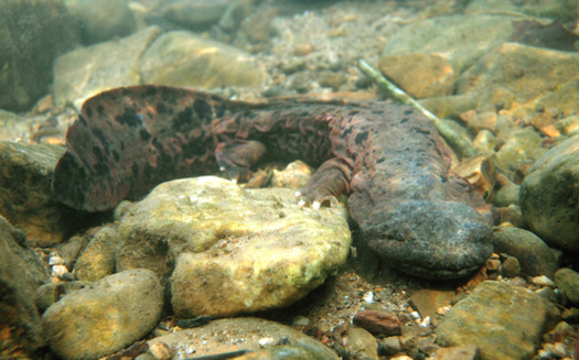 The largest amphibian in North America, an Eastern hellbender can reach 29 inches in length. (Mike Pinder/CBF)