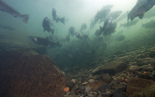 Coho salmon numbers in Oregon dropped below 30,000 in the 1990s from historic averages above 1 million. (Oregon Department of Fish and Wildlife/Flickr)