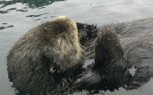 A judge cited the need to protect the California sea otter in his refusal to lift a moratorium on offshore fracking at existing wells. (kconnors/Morguefile)