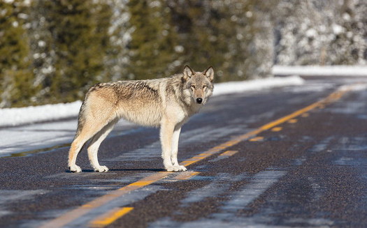 Yellowstone National Park officials work to curb excessive human-caused deaths of wolves, including being struck by cars. (National Park Service) 