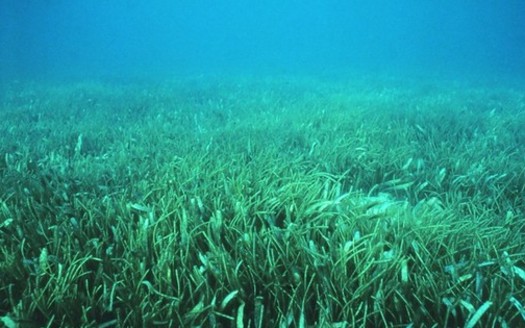 Seagrasses soak up climate-changing carbon and absorb pollutants that run off land. Seagrasses aren't algae or seaweed and are different from marshes and wetlands. (NOAA Photo Library/Flickr)
