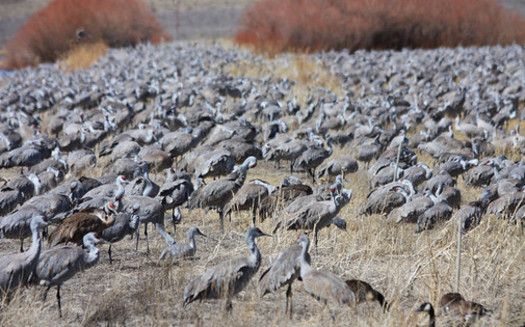 Habitat fragmentation is a major threat to migrating species around the world. (Mark A. Bauer/USGS)