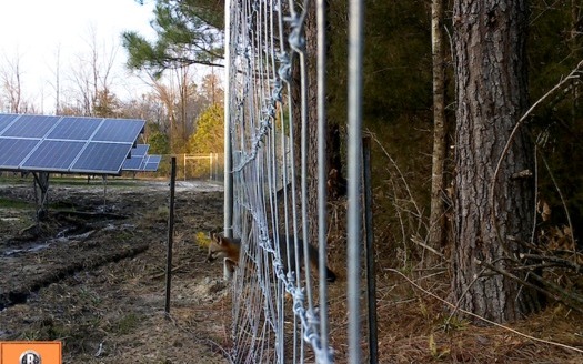 A fox passes through wildlife-permeable fencing at a solar farm. This photo was taken by a motion-sensitive camera. (Pine Gate Renewables)  A fox passes through wildlife-permeable fencing at a solar farm. This photo was taken by a motion-sensitive camera. (Pine Gate Renewables)