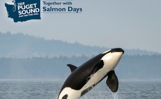 Salmon recovery in Puget Sound is critical for the survival of Southern Resident orcas. (Puget Sound Partnership)
