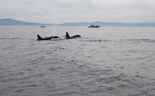 Only 73 orcas remain in the Northwest's endangered Southern Resident population. (fletcherjcm/Flickr)