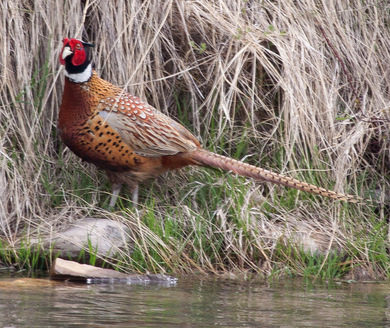 South Dakota has spent nearly $1 million for a trap giveaway program to kill mammals considered pheasant predators, including raccoons, skunks, possums, badgers and red foxes. (statesymbolsusa.org)