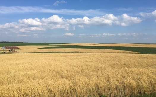 Small grains such as barley and rye help reduce nutrient runoff on farms. (Halee Wepking/Meadowlark Farm)