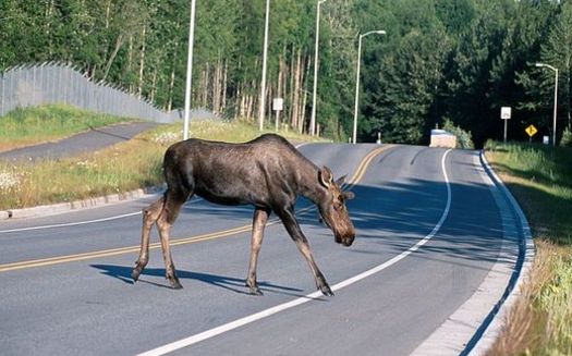 Since 2008, vehicles have killed 45 moose along Wyoming Highway 390. (John J. Mosesso/Wikimedia Commons)