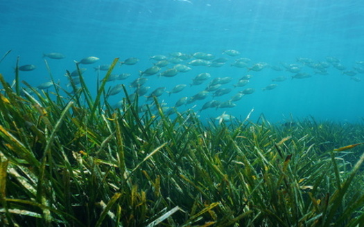 There are between 134,000 and 200,000 acres of seagrass beds in coastal North Carolina, according to the state's Department of Environmental Quality. (Adobe Stock)   