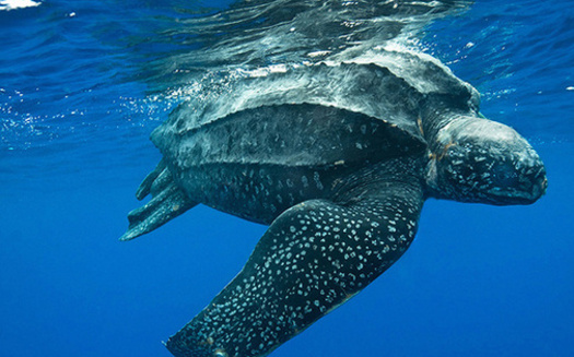 The Pacific leatherback sea turtle is one of the species at risk if the Pacific Fishery Management Council authorizes shallow-set longline fishing gear. (National Oceanic and Atmospheric Administration)