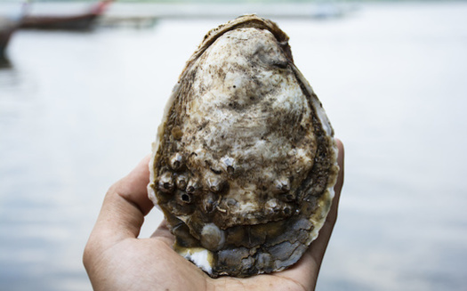 The oyster populations from Maine to Florida has shrunk to less than 10% of its historic size. (nulovetoyo/Adobe Stock)