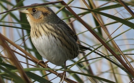 Rising sea levels could drive the saltmarsh sparrow to extinction within 50 years. (CT Audubon Society)