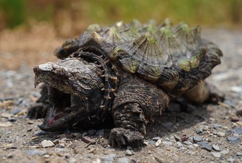 The alligator snapping turtle is one of Tennessees at-risk species, according to the U.S. Fish and Wildlife Service. (Adobe Stock)<br />