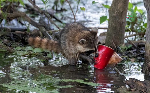 A raccoon gnaws on a red plastic cup. Tennesseans have submitted hundreds of photos of trash across the state as part of a litter awareness campaign. (Eddie Johnson/Tenn. Wildlife Federation)