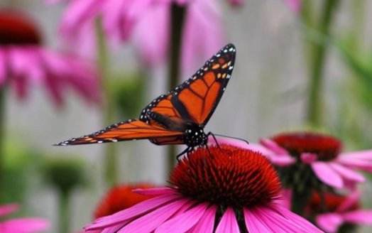 New legislation in Congress would fund projects to plant more habitat for at-risk species, such as the monarch butterfly. (David P. Whelan/Morguefile)