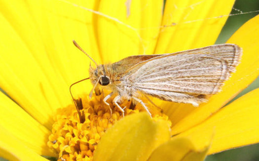 The Poweshiek Skipperling butterfly is found in only six places in the world  and four of them are in Michigan. New legislation in Congress would help preserve remaining habitat. (U.S. Fish and Wildlife Service)