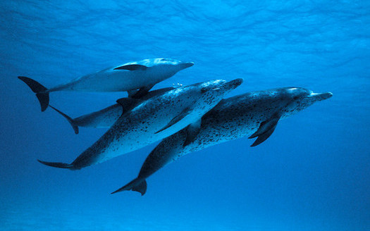 Atlantic spotted dolphins are considered to be a threatened species in Texas. Congress is considering funding proactive efforts to prevent species from being listed as endangered. (Sheilapic76/Flickr)