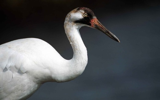 Whooping cranes are an endangered species in Nebraska. Congress is considering funding proactive efforts to prevent species from becoming endangered. (Pixabay)