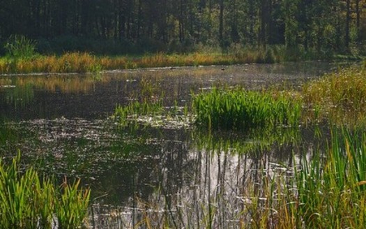 Wetlands provide filtration to maintain clean water. (Rob Oo/Flickr)