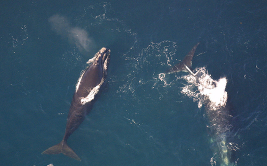 Currently the right whale birth rate is lower than the mortality rate. (Lauren Packard/NOAA)