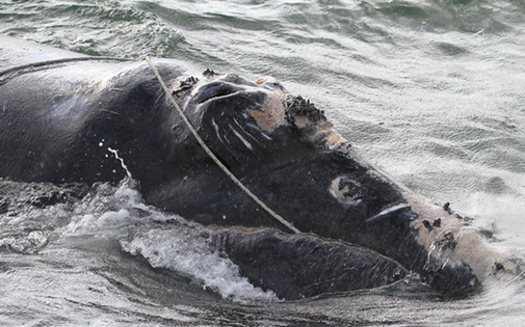 According to the Center for Coastal Studies, at least eight right whales already have been found dead this year. (NOAA)