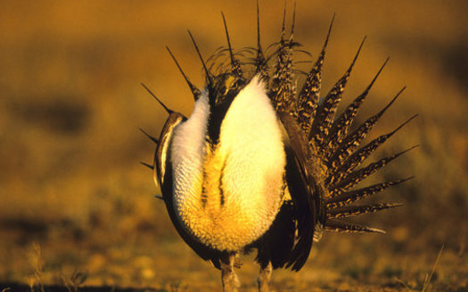 The Trump administration has tried to undermine sage grouse protections and new rules announced Monday could make it harder to protect the sentinel species. (twildlife/iStockphoto)