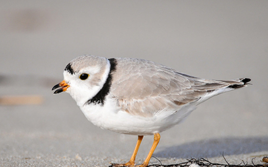 Massachusetts Attorney General Maura Healey says the Trump administration's new rules would hinder recovery efforts such as the cooperative state and federal actions that have increased the piping plover population in Massachusetts by 500% since 1990. (U.S. Fish and Wildlife Service)