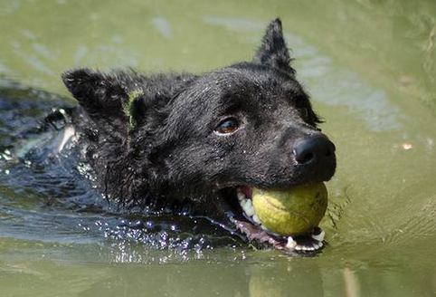 In recent days, pet owners in North Carolina and Georgia reported their dogs died after swimming in water contaminated with blue-green algae toxins. (akc.org)