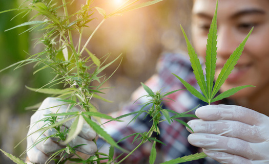 Farmers grew more than 78,000 acres of hemp in the United States in 2018, but it's still too soon for Ohio farmers to jump onto the bandwagon. (Adobe Stock)  