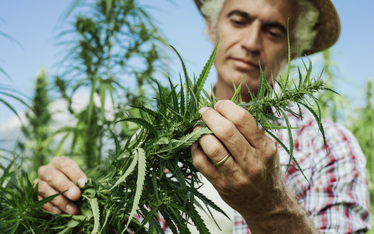 Licenses to hemp growers in Wisconsin grew from about 250 in 2018 to 1,400 in 2019. (StockPhotoPro/Adobe Stock)
