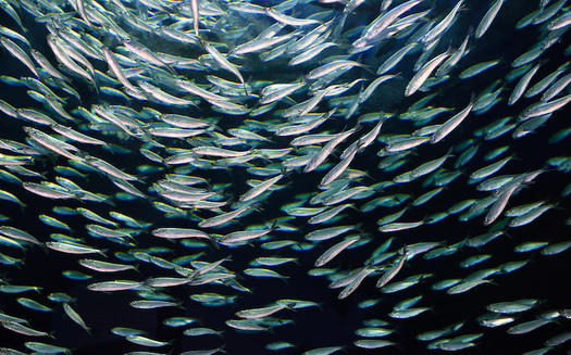 Forage fish attract larger predator fish, like striped bass, but they often wind up as the unintended bycatch in commercial fishing nets. (Reimar/Adobe Stock)