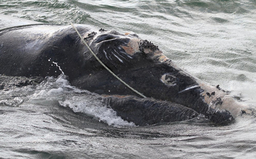 North Atlantic right whales get caught in lobster and crab fishing lines, preventing them from swimming, diving or feeding normally. (Photo courtesy NOAA)