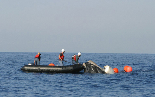 North Atlantic right whales get caught in lobster and crab fishing lines, preventing them from swimming, diving or feeding normally. (Photo courtesy of NOAA)