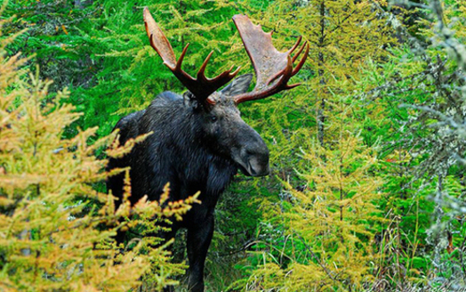 Researchers say unprecedented numbers of moose are dying from anemia caused by excessive tick bites (W. Kriss Ebersold/EPA).